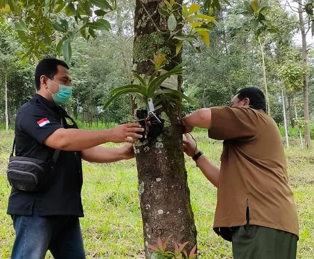 Banner Seratus Vanda tricolor Direlokasi di kawasan Taman Nasional Gunung Merapi