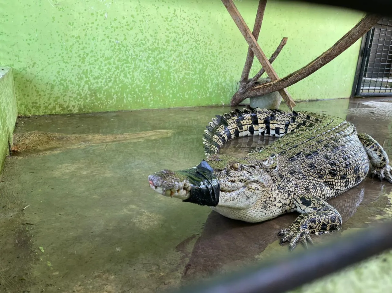 Banner Buaya di Sungai Sapih Kuranji Berhasil Dievakuasi Balai KSDA Sumatera Barat