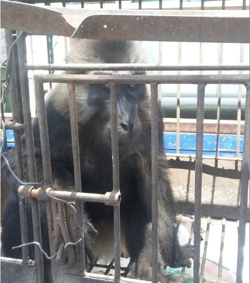 Banner Masyarakat Serahkan Monyet Hitam Sulawesi ke BKSDA Sulawesi Tengah