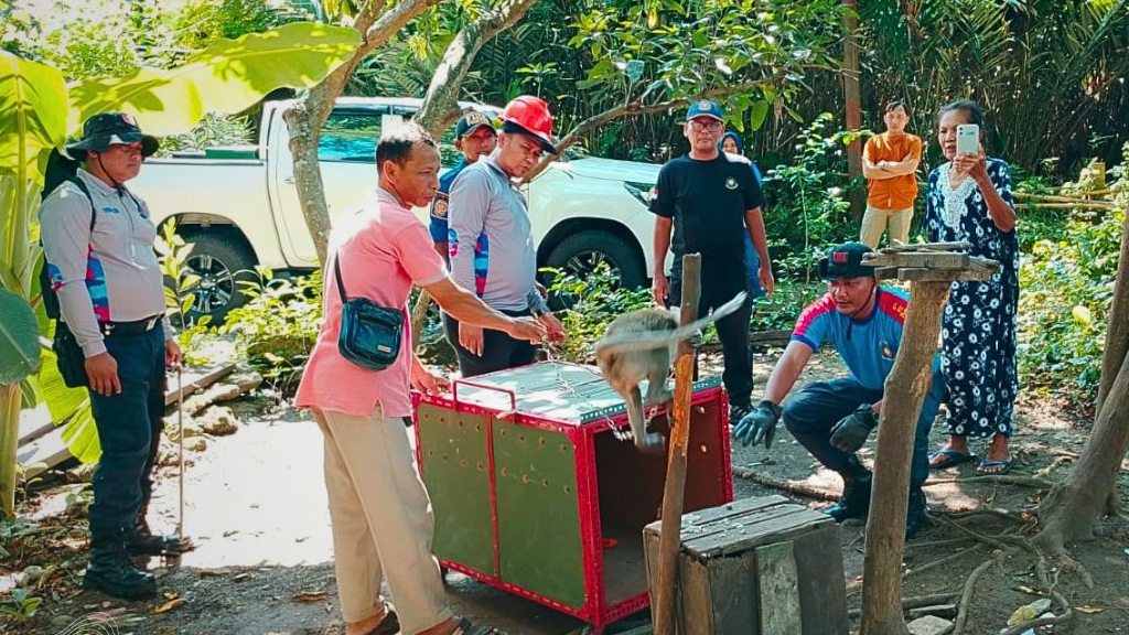 Banner Dari Bangkalan ke Pamekasan, Dua Monyet Dievakuasi dalam Sepekan