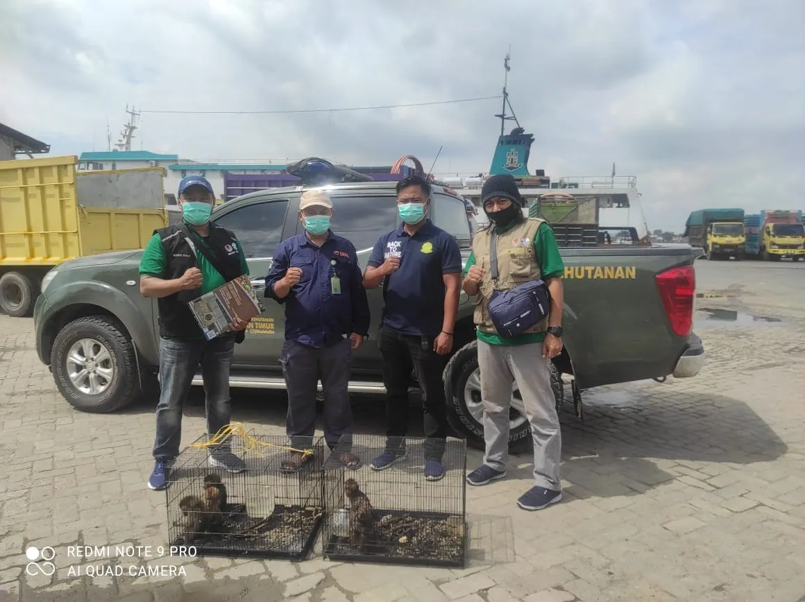 Banner BBKSDA Sulsel Translokasi Monyet Ekor Panjang Dari Pare-Pare