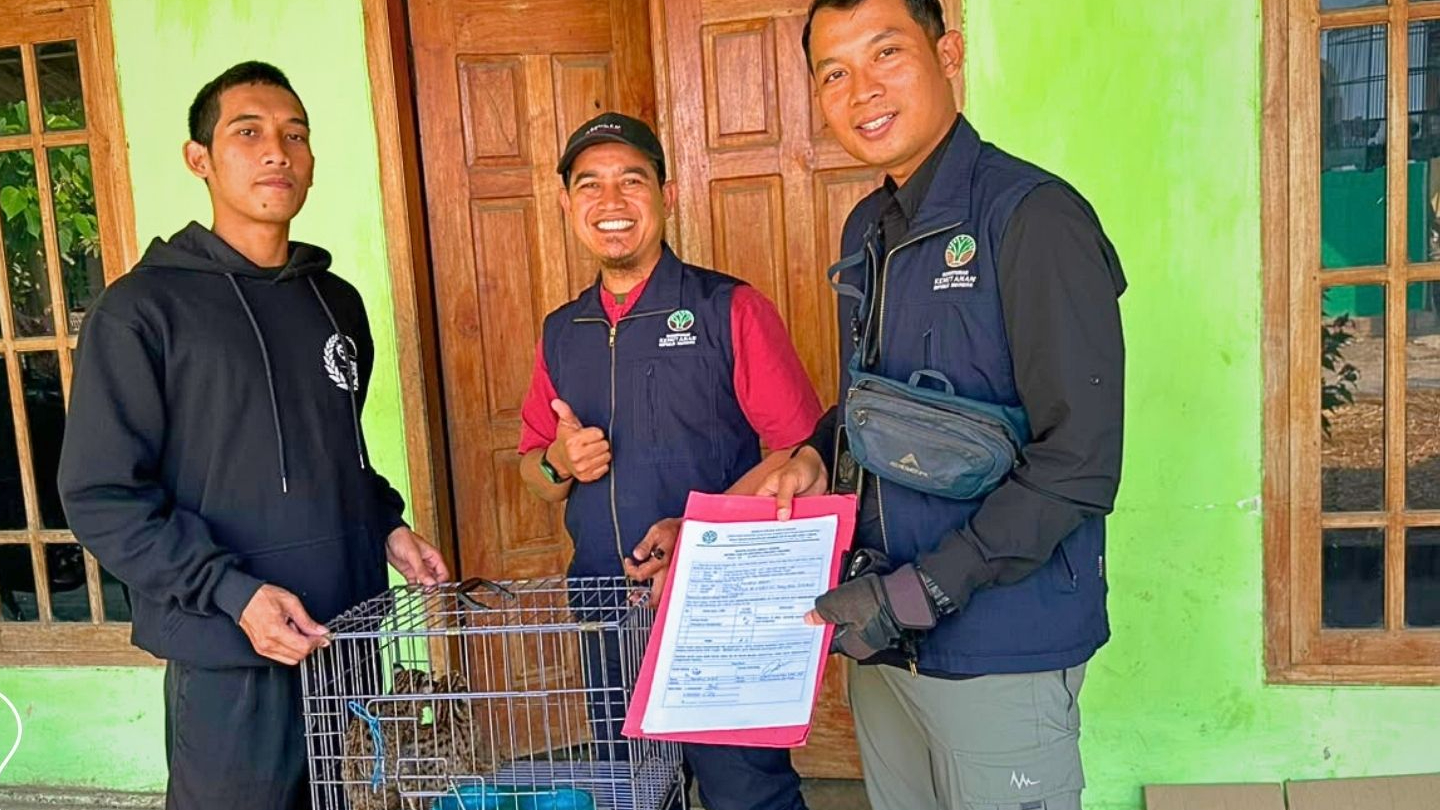 Banner Terusir Api, Dua Kucing Kuwuk Menemukan Jalan Pulang