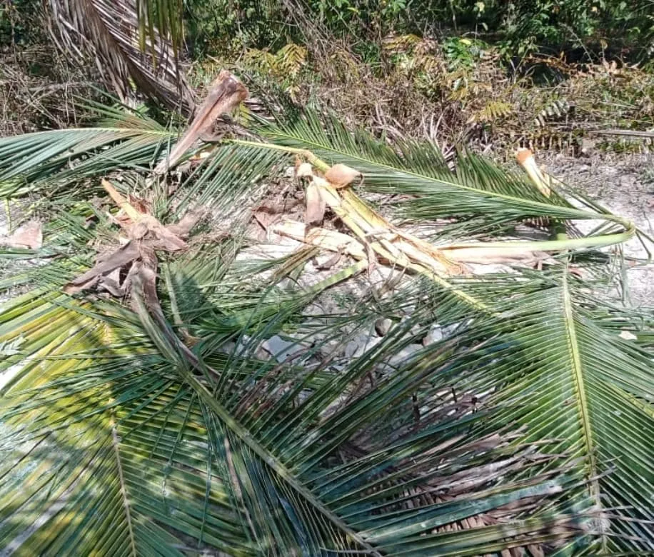 Banner PLG Minas BBKSDA Riau Tangani Konflik Gajah Liar