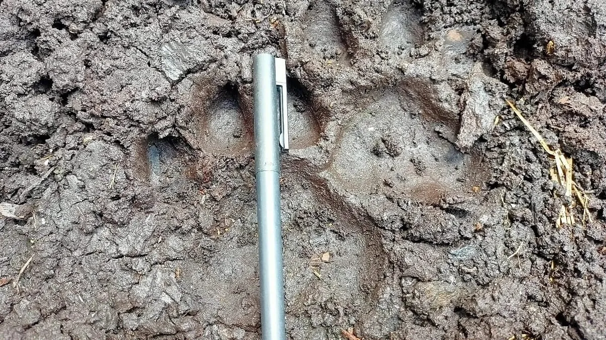 Banner Sedang Viral, BBKSDA Riau Bersama Para Pihak Pantau Teluk Lanus