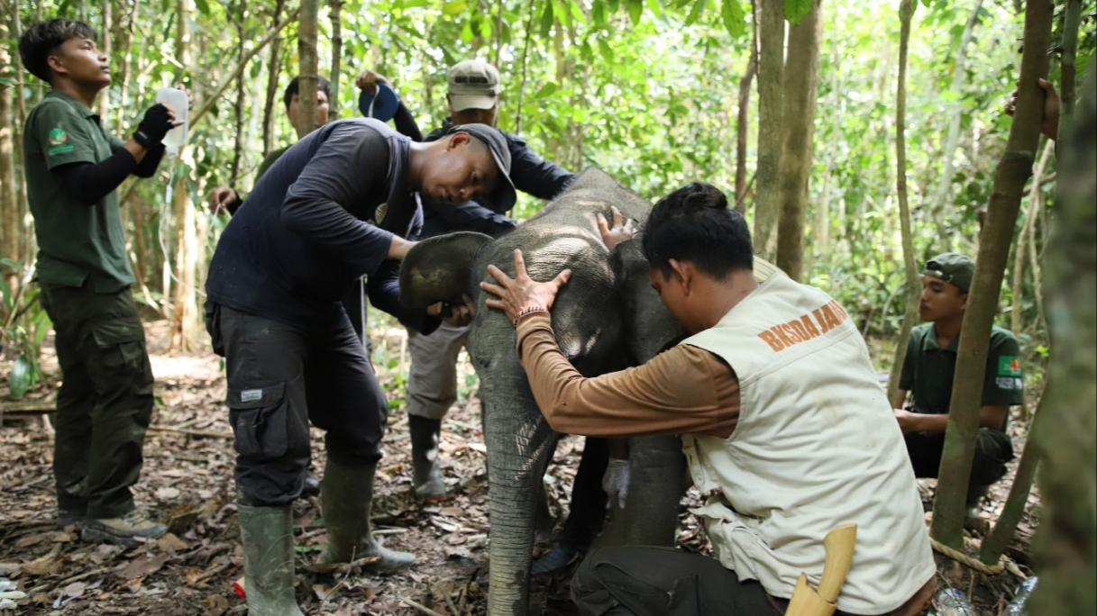 Banner Anak Gajah Sumatera Korban Jerat Berhasil Diselamatkan di Tebo
