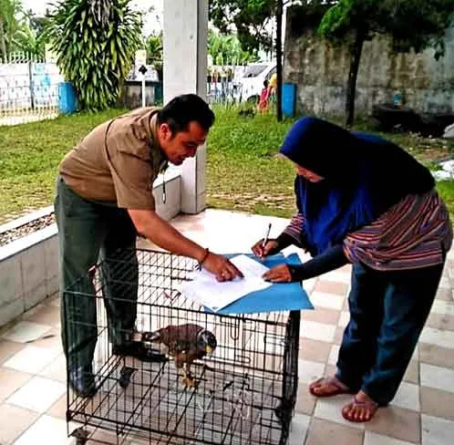 Banner Elang/ Alap Alap yang Selamat dari Bencana
