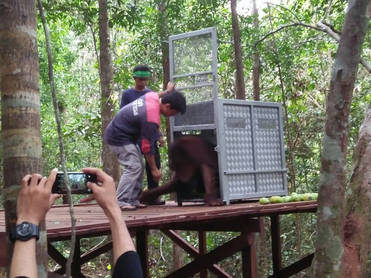 Banner MILESTONE KONSERVASI ORANGUTAN OLEH BKSDA KALIMANTAN TENGAH