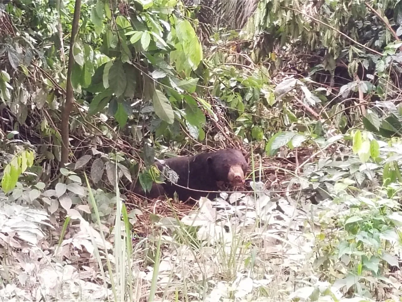 Banner Dua Beruang Madu Direscue di Sei Lepan