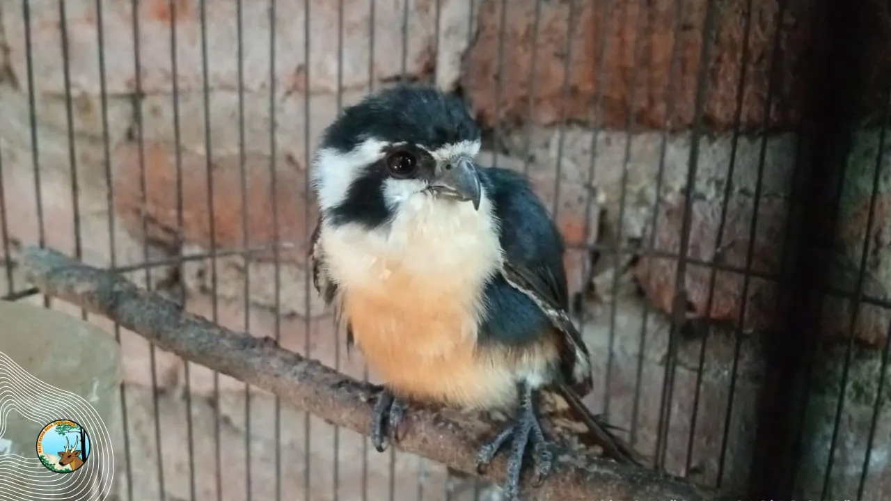 Banner Pedagang Satwa Liar Dilindungi Digulung, Puluhan Merak Hijau Disita