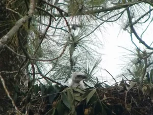 Pengumuman • Burung Garuda di Taman Nasional Gunung Ciremai Bertambah