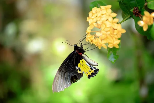 Foto kawasan TN Bantimurung Bulusaraung