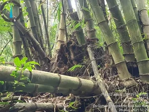 Artikel • Mengenal Bambu Petung di Tahura Raden Soerjo