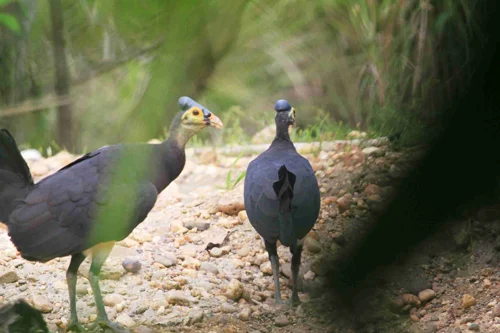 Foto kawasan TN Rawa Aopa Watumohai