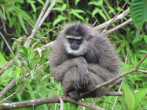 Foto kawasan TN Gunung Halimun Salak