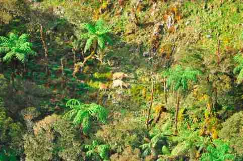 Foto kawasan TN Manusela