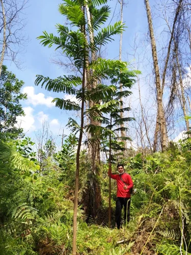 Foto kawasan TN Tesso Nilo