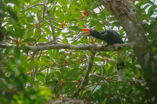 Foto kawasan TN Betung Kerihun