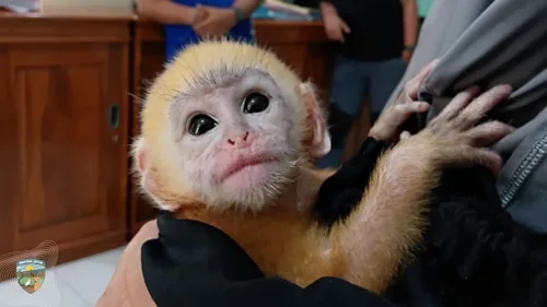 Banner Berita Bayi Lutung Jawa Yang Diselamatkan Tim Cyber Patrol Polres Probolinggo, Diserahkan ke BBKSDA Jatim