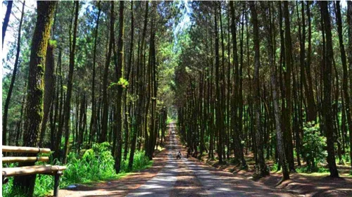 Foto kawasan TN Gunung Merbabu