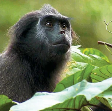 Foto kawasan TN Siberut