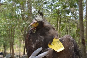 Berita • BKSDA Yogyakarta Melakukan Penandaan Raptor, 3 Individu Siap ...