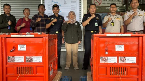 Banner Berita Kementerian Kehutanan Pulangkan Empat Orangutan Korban Perdagangan Ilegal dari Thailand