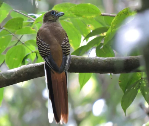 Foto kawasan TN Gunung Gede Pangrango