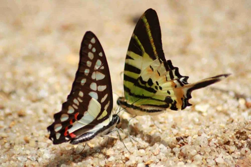 Foto kawasan TN Gunung Palung
