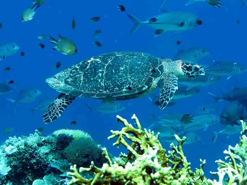 Foto kawasan TN Teluk Cenderawasih