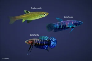 Artikel • Mengenal 3 Jenis Ikan Endemik Rawa Gambut TN Sebangau