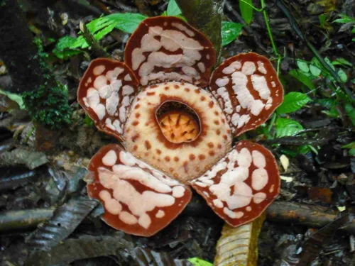 Foto kawasan TN Bukit Tiga Puluh