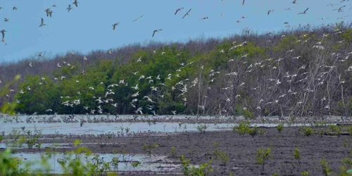 Foto kawasan TN Sembilang