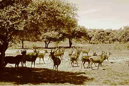 Foto kawasan TN Komodo