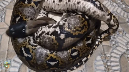 Banner Berita Melata di Antara Rumah, Seekor Sanca Dievakuasi