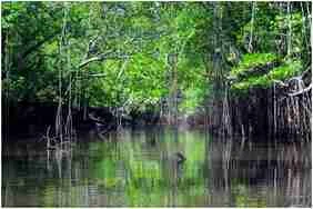 Foto kawasan TN Sembilang