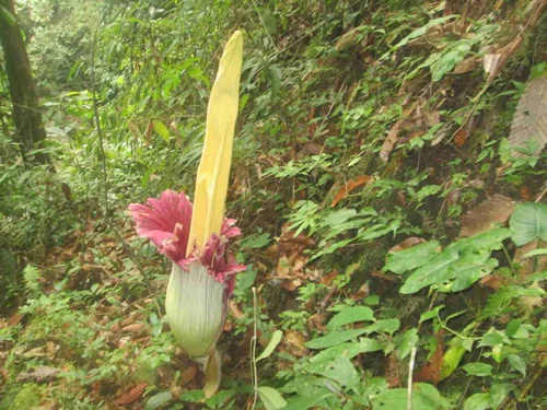 Foto kawasan TN Bukit Barisan Selatan