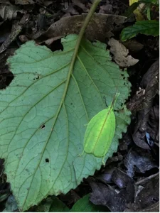 Banner Artikel Belalang Daun, Sang Ahli Kamuflase Hutan Tropis TN Batang Gadis
