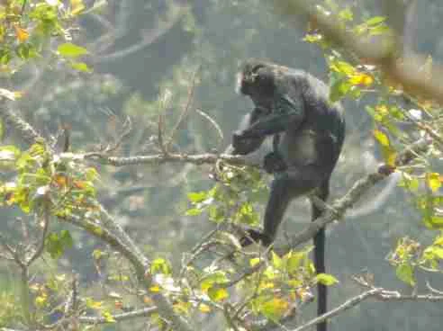 Foto kawasan TN Gunung Merapi