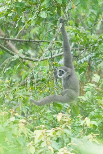 Foto kawasan TN Gunung Gede Pangrango
