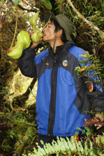 Foto kawasan TN Bukit Baka Bukit Raya