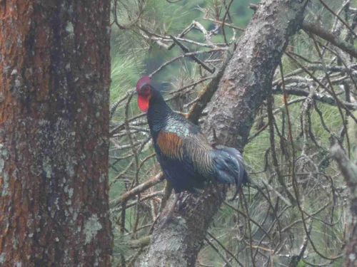 Foto kawasan TN Gunung Merbabu