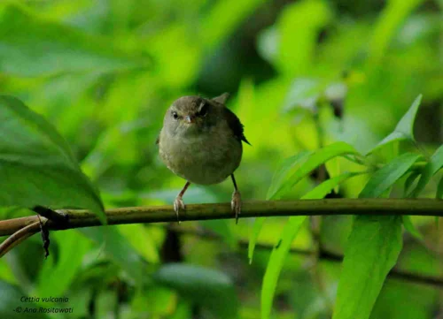 Foto kawasan TN Bromo Tengger Semeru