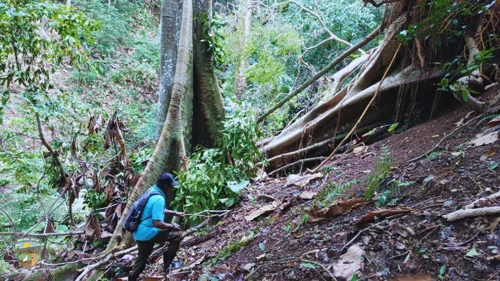 Banner Berita Bukan Sekadar Pohon Tumbang, Alam di Bawean Sedang Mengajar Kita Cara Memulihkan Hutan