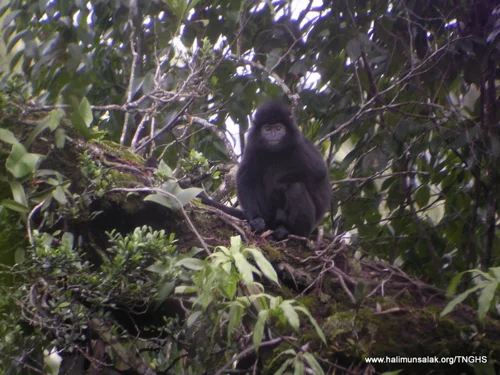 Foto kawasan TN Gunung Halimun Salak