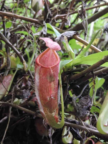 Foto kawasan TN Gunung Merbabu