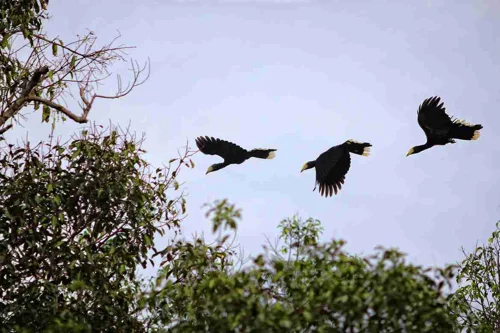 Foto kawasan TN Tanjung Puting