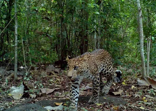 Foto kawasan TN Baluran