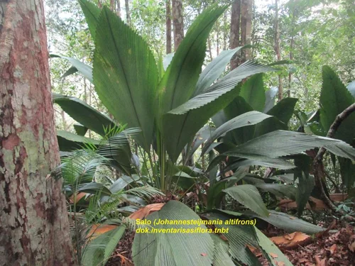 Foto kawasan TN Bukit Tiga Puluh