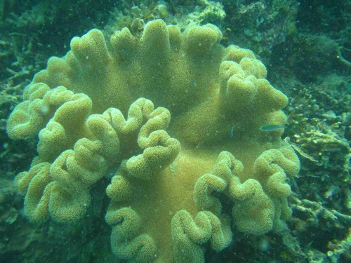 Foto kawasan TN Kepulauan Seribu